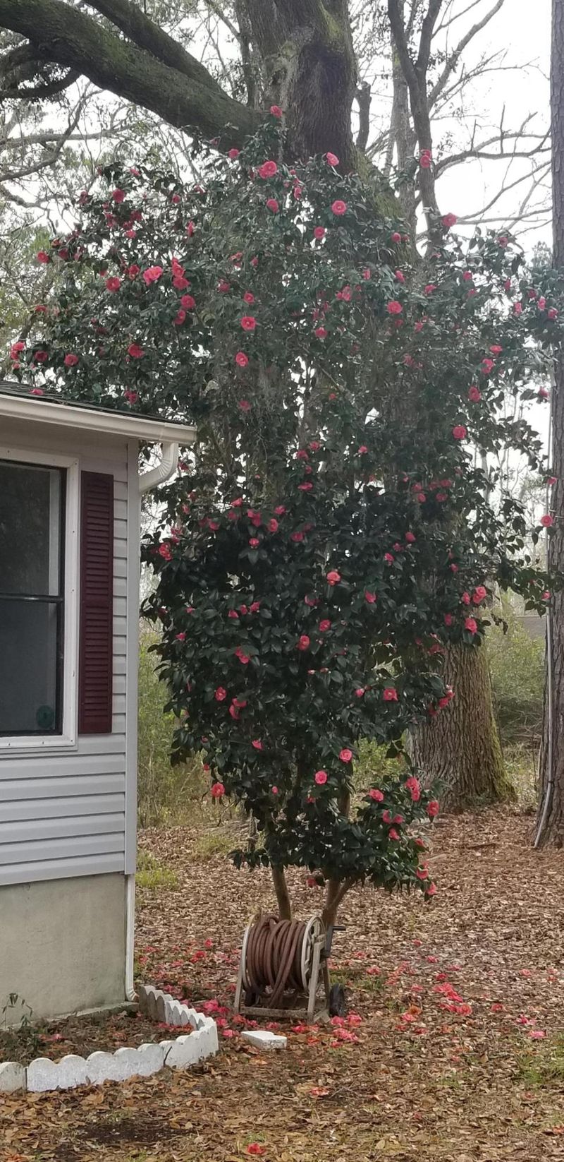 1419 Alligator Rd, Cordesville, SC 29434