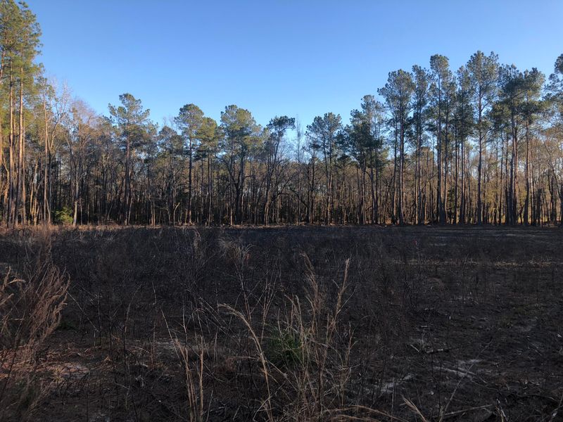 298 Angel Oak Dr, Bonneau, SC 29431