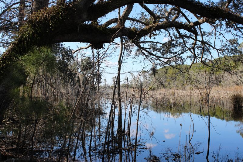 8610 Raccoon Island Rd, Edisto Island, SC 29438
