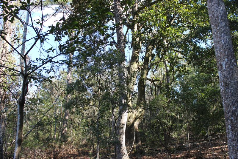 8610 Raccoon Island Rd, Edisto Island, SC 29438