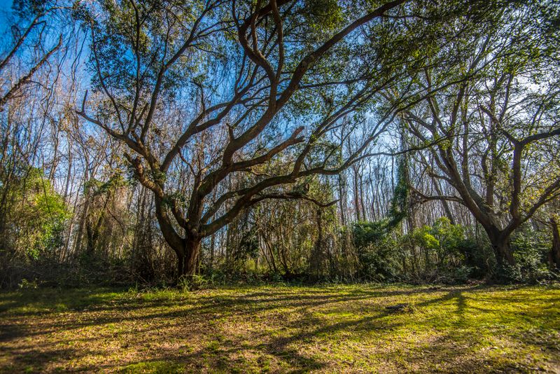 1113 Quail Dr, Charleston, SC 29412