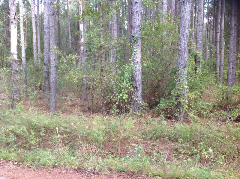 0 Dusty Rd, Saint George, SC 29477