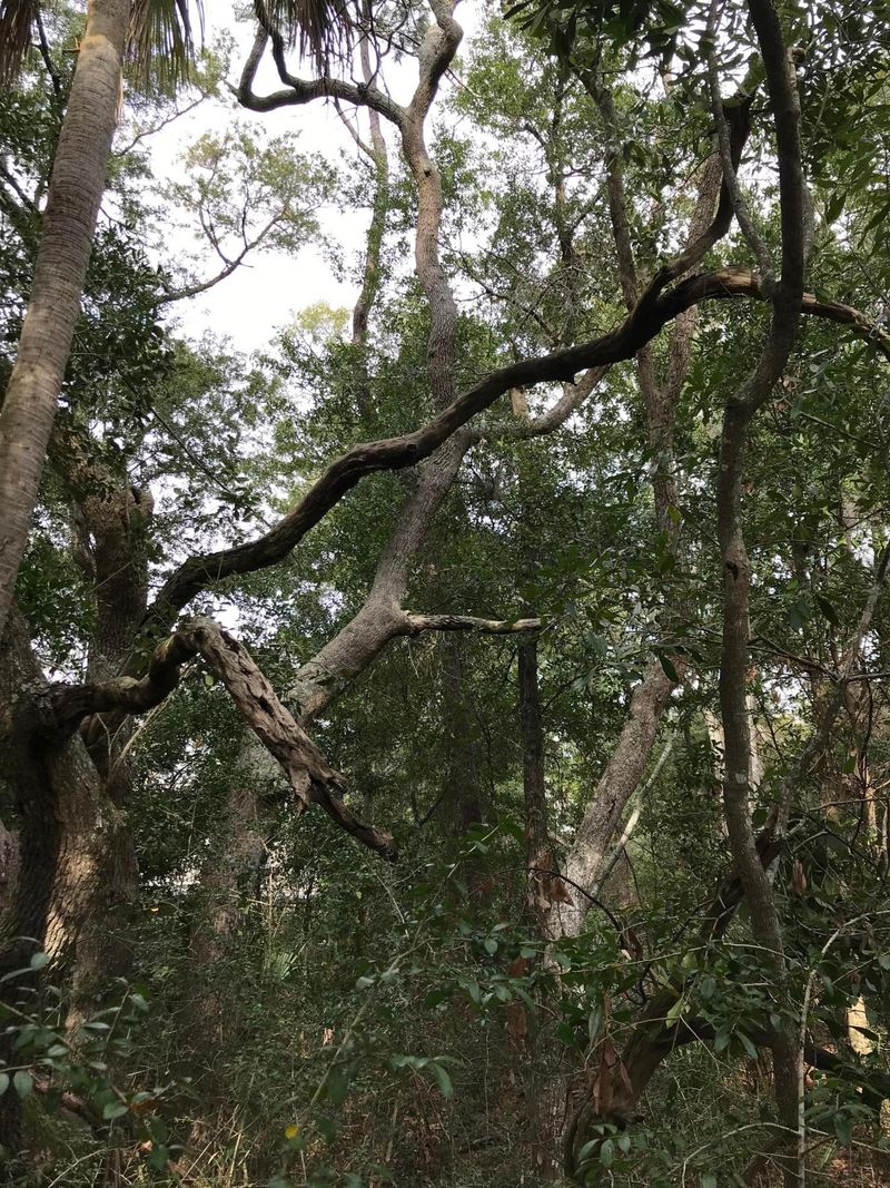 Lot B6 Oristo Ridge Rd, Edisto Beach, SC 29438