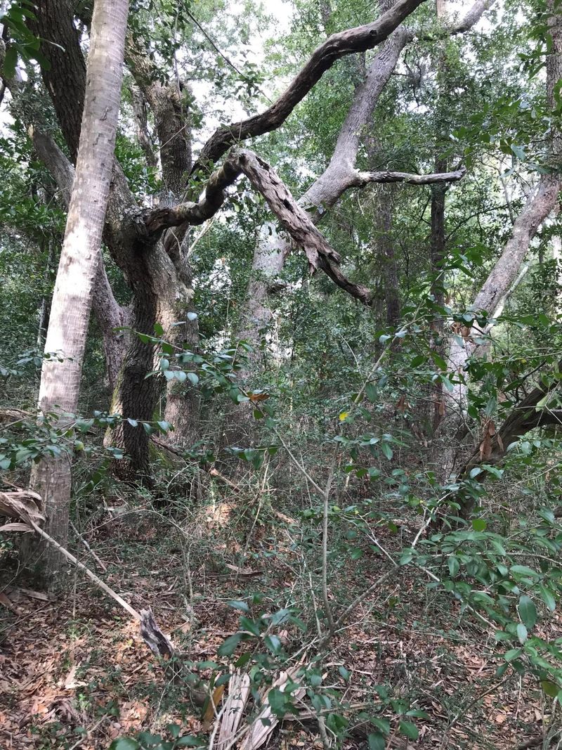 Lot B6 Oristo Ridge Rd, Edisto Beach, SC 29438
