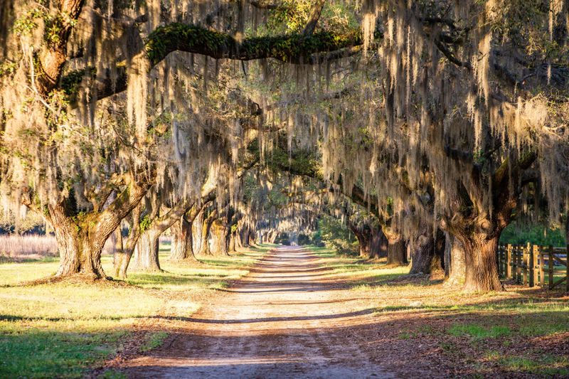 6196 Rockefeller Rd, Wadmalaw Island, SC 29487