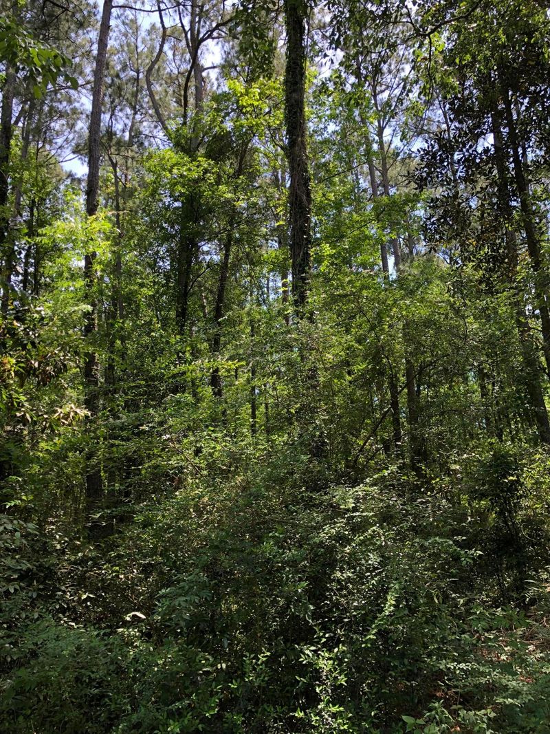 929 Simmons Ave, Summerville, SC 29483