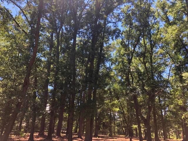1cb Cotton Bay Ct, Edisto Island, SC 29438