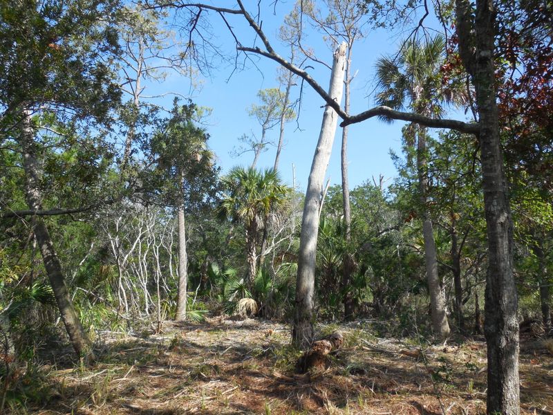 3 W 9th St, Folly Beach, SC 29439