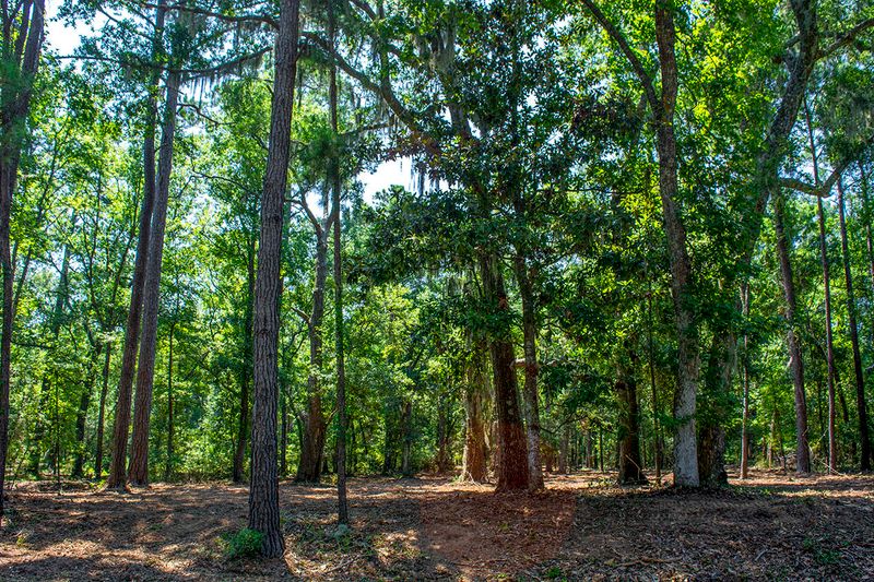 A1-B Palmetto Rd, Edisto Island, SC 29438