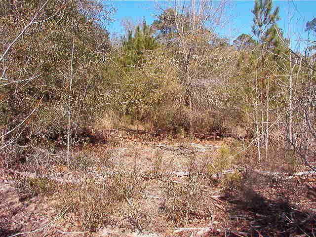 1770 Gilgrim Rd, Wadmalaw Island, SC 29487