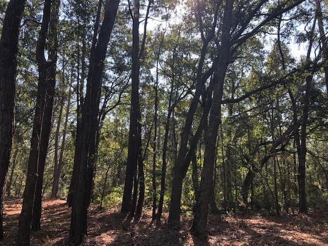 0 Tacky Point Rd, Wadmalaw Island, SC 29487