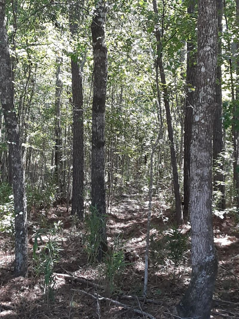 0 Spring Grove Rd, Adams Run, SC 29426