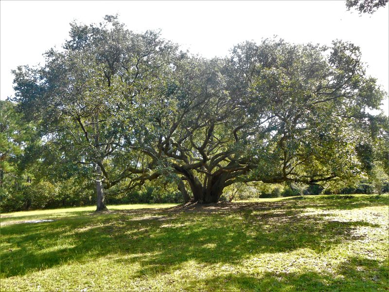 8729 Marsh Aire Ln, Edisto Island, SC 29438