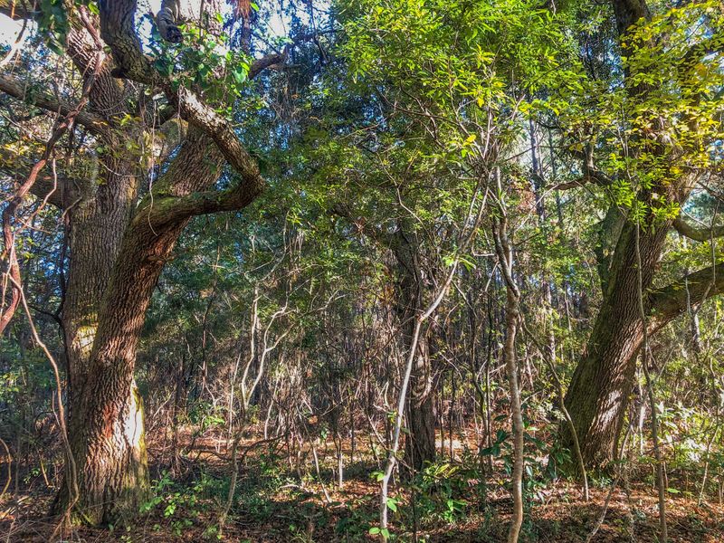 0 Brown Hill Rd, Mcclellanville, SC 29458