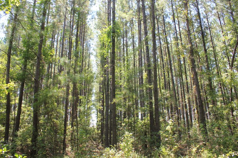 0 Blacktom Extension, Moncks Corner, SC 29461