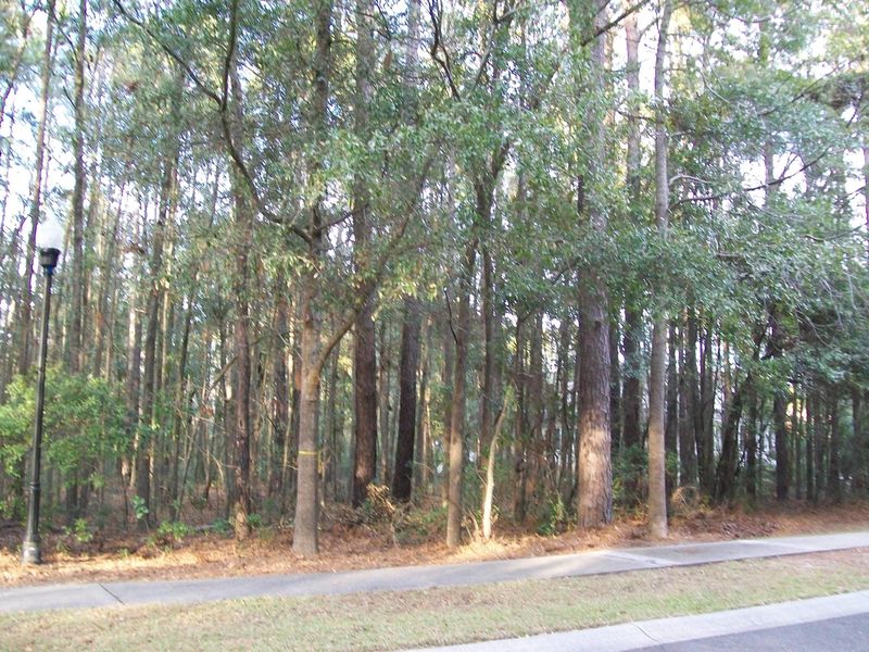 336 Beresford Woods Ln, Charleston, SC 29492