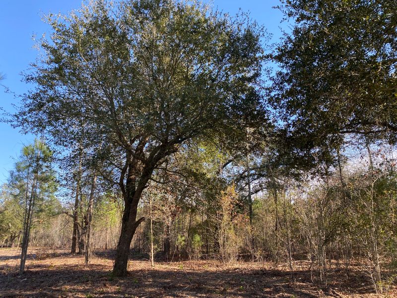 0 Power House Rd Lot 1, Moncks Corner, SC 29461
