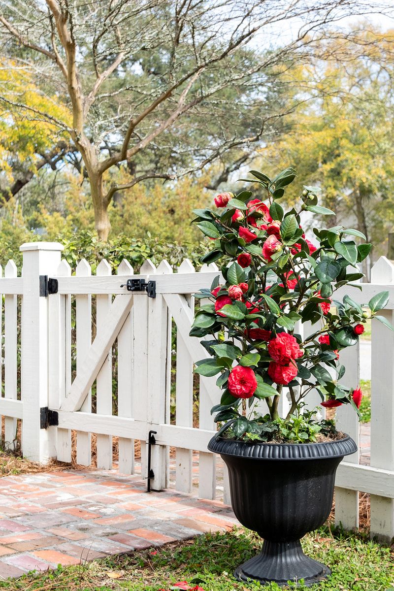 609 Royall Ave, Mount Pleasant, SC 29464