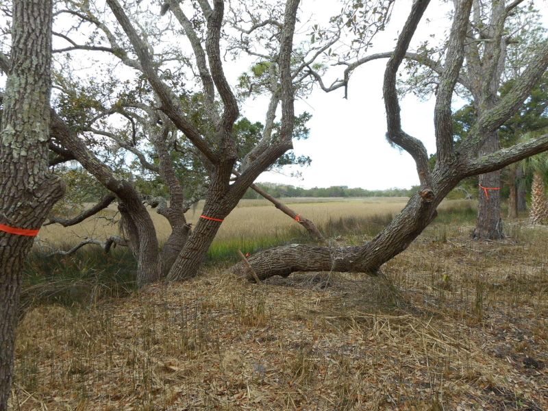 42 Eel Island Rd, Edisto Island, SC 29438