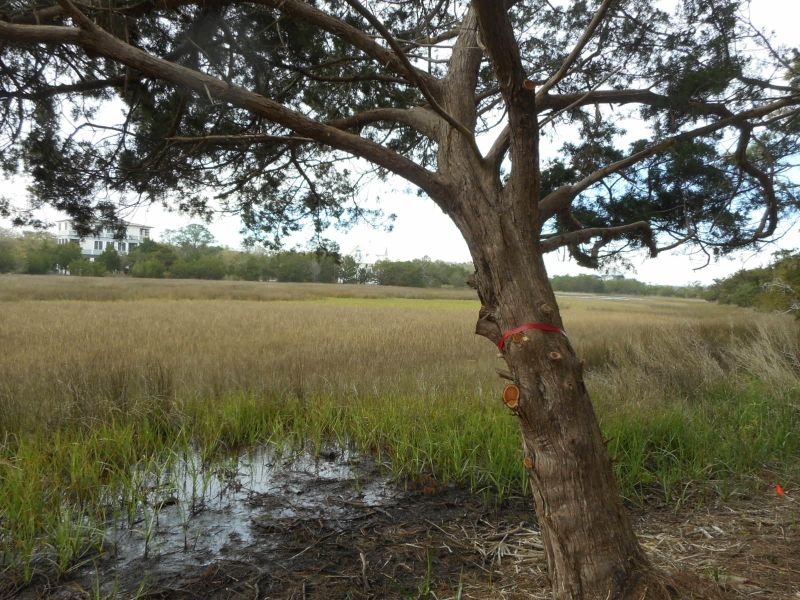 42 Eel Island Rd, Edisto Island, SC 29438