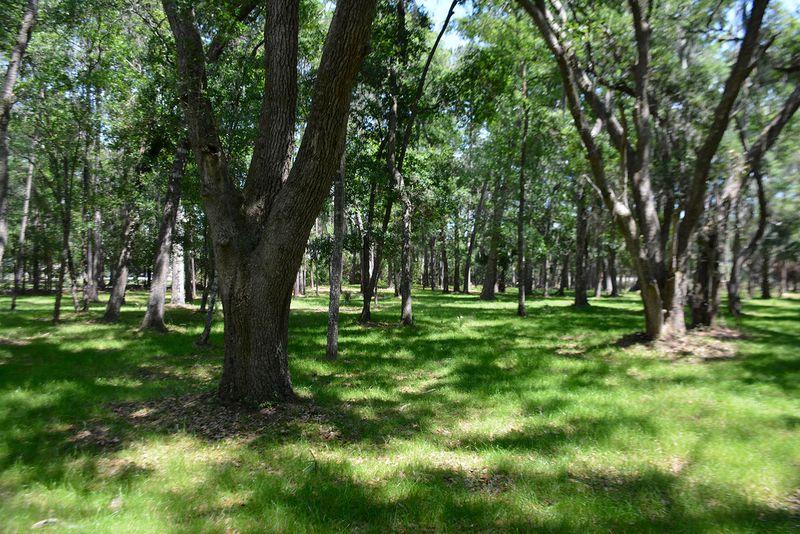 8976 Palmetto Rd Lot 26, Edisto Beach, SC 29438