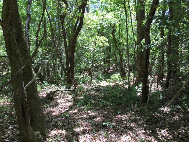 0 Old Collins Creek Rd, Mcclellanville, SC 29458