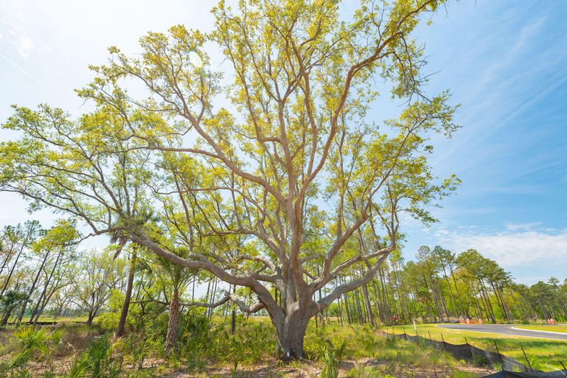 251 Captain Goddard Rd, Charleston, SC 29492