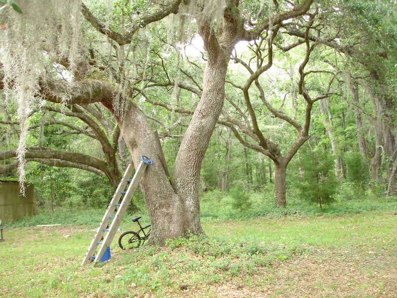 6026 Hwy 165, Ravenel, SC 29470