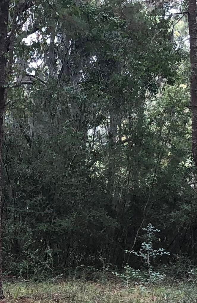 1047 Ben Rd, Charleston, SC 29412