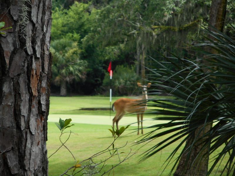 852 Club Cottage Rd, Edisto Island, SC 29438