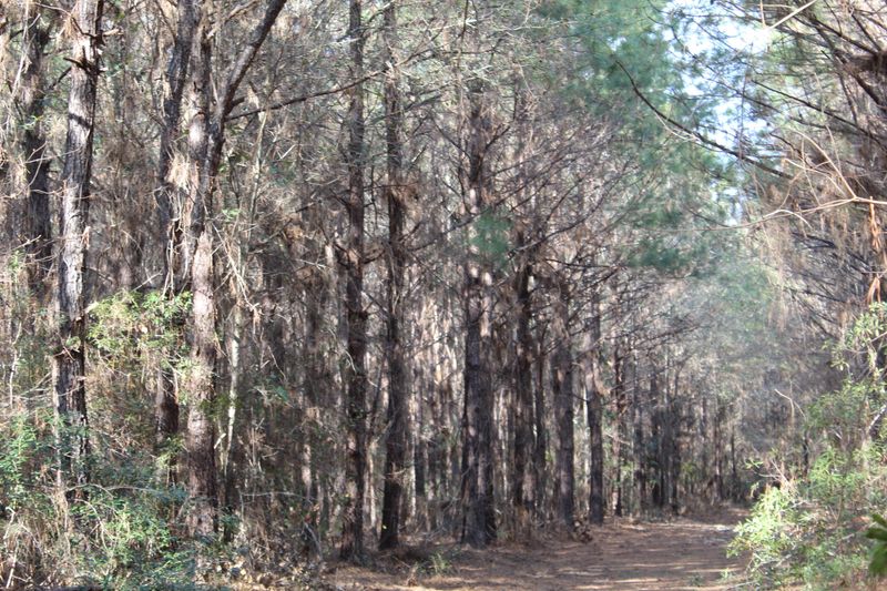 1880 Greenwood Rd, Adams Run, SC 29426