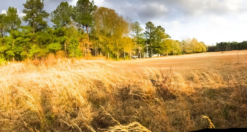 979 Edisto River Rd, Reevesville, SC 29471