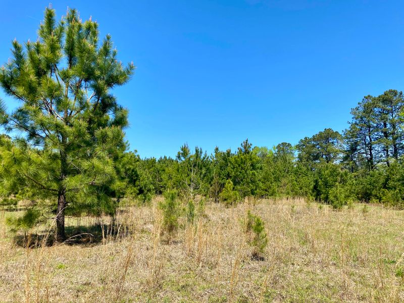 979 Edisto River Rd, Reevesville, SC 29471