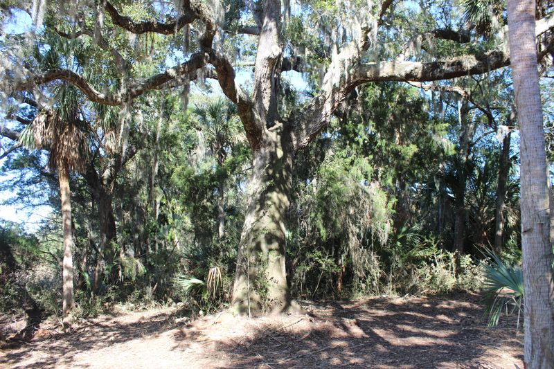 1405 Jungle Rd, Edisto Beach, SC 29438