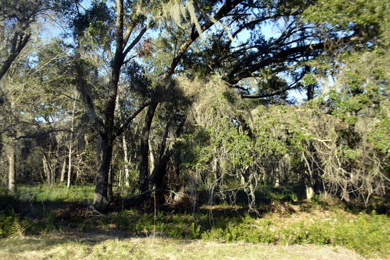 11 Oakwood Ln, Edisto Island, SC 29438