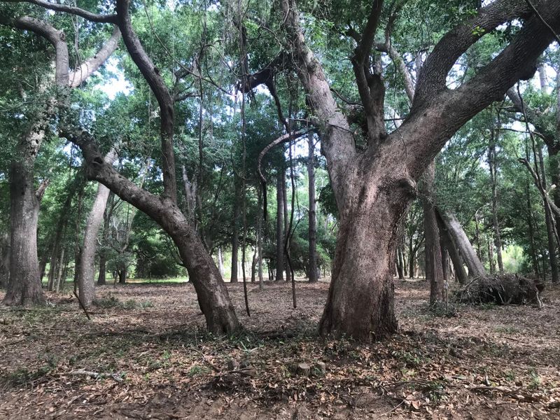 8849 Marsh Aire Ln, Edisto Island, SC 29438