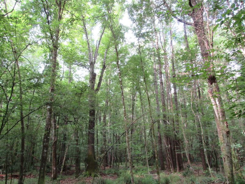 0 Mcarn Rd, Ridgeville, SC 29472