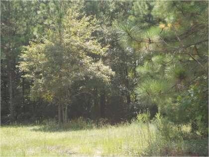 0 Cross Area East Tract 16, Cross, SC 29436
