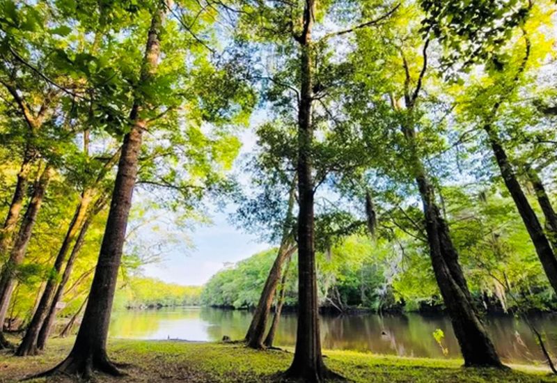 7439 Parkers Ferry Rd, Adams Run, SC 29426