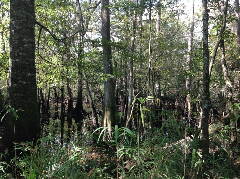 0 Merry Pl, Ridgeville, SC 29472