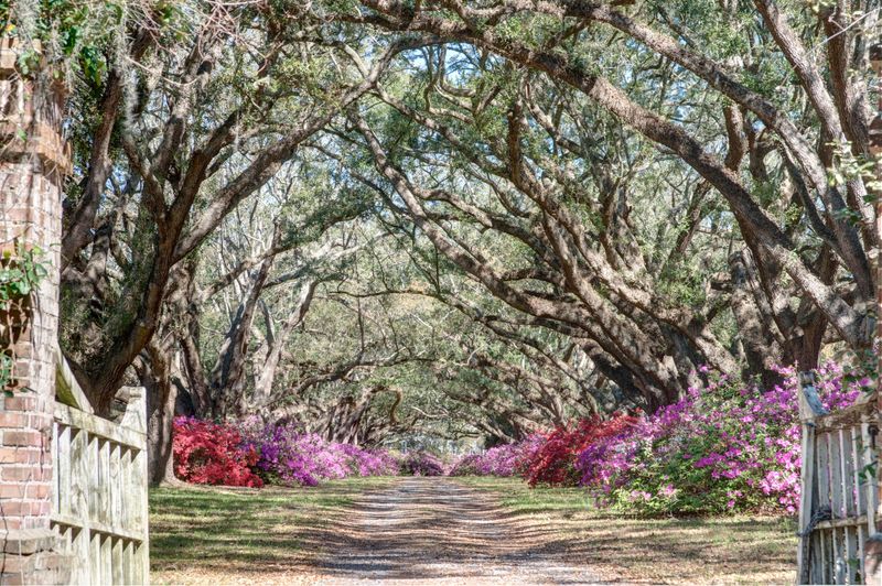 1036 Avenue Of Oaks, Charleston, SC 29407