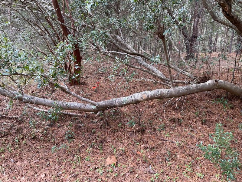 8769 Marsh Aire Ln, Edisto Island, SC 29438