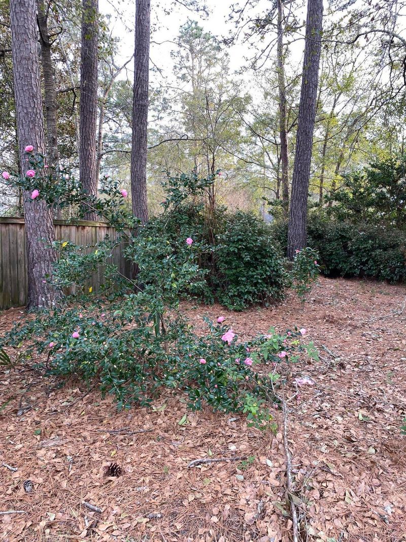 1004 Englewood Ct, Summerville, SC 29483