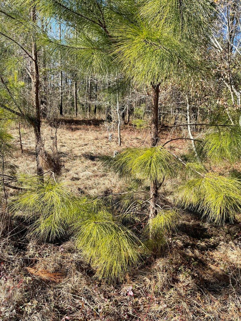265 Mose Wilson Ln, Ridgeville, SC 29472