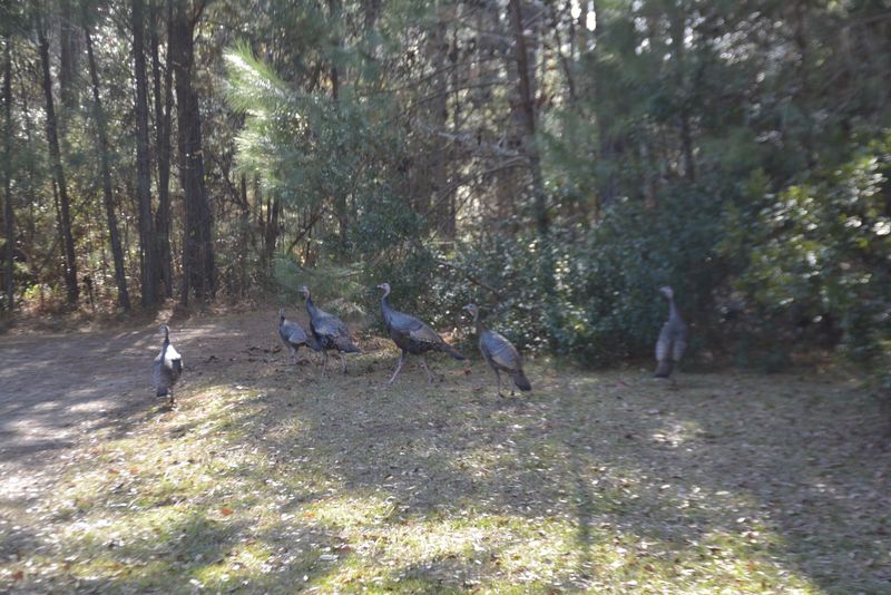 0 Red House Rd Lot 7, Edisto Island, SC 29438