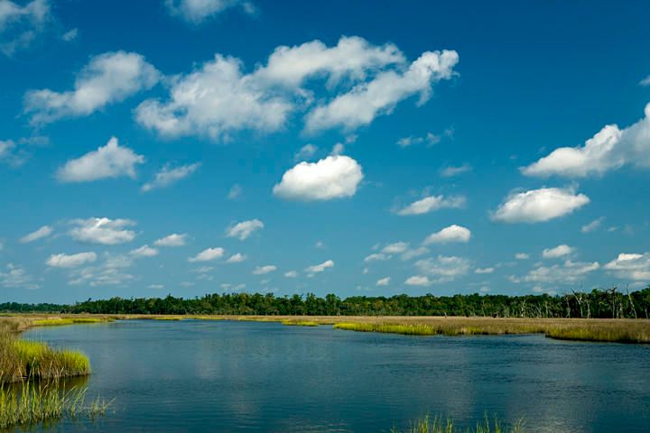 109 Silverbell Ln, Ravenel, SC 29470