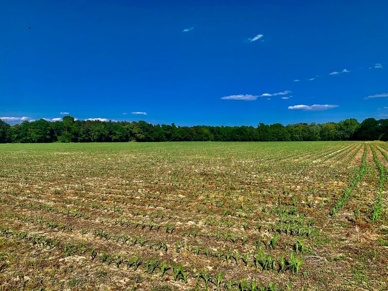 906 2nd Bend Rd, Harleyville, SC 29448