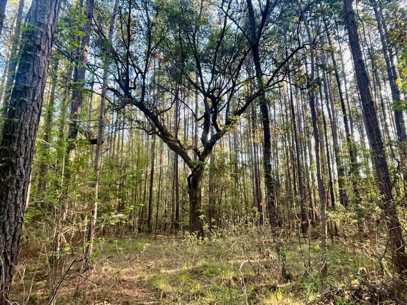 0 Pierce Rd, Ridgeville, SC 29472