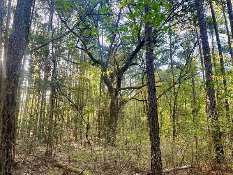 0 Pierce Rd, Ridgeville, SC 29472