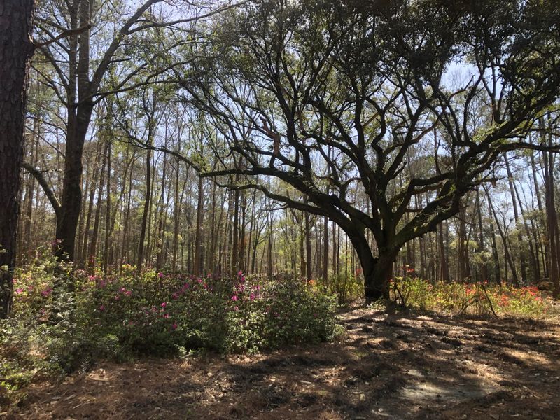 3868 Srevir St, Johns Island, SC 29455